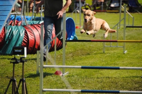 Hundetraining Agility in Bargteheide