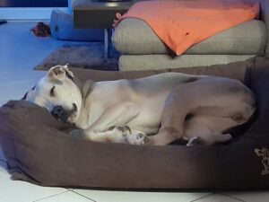 Weisser Hund im Hundebett