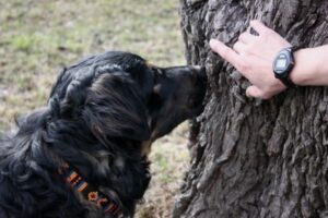Hundetraining Mantrail in Stormarn